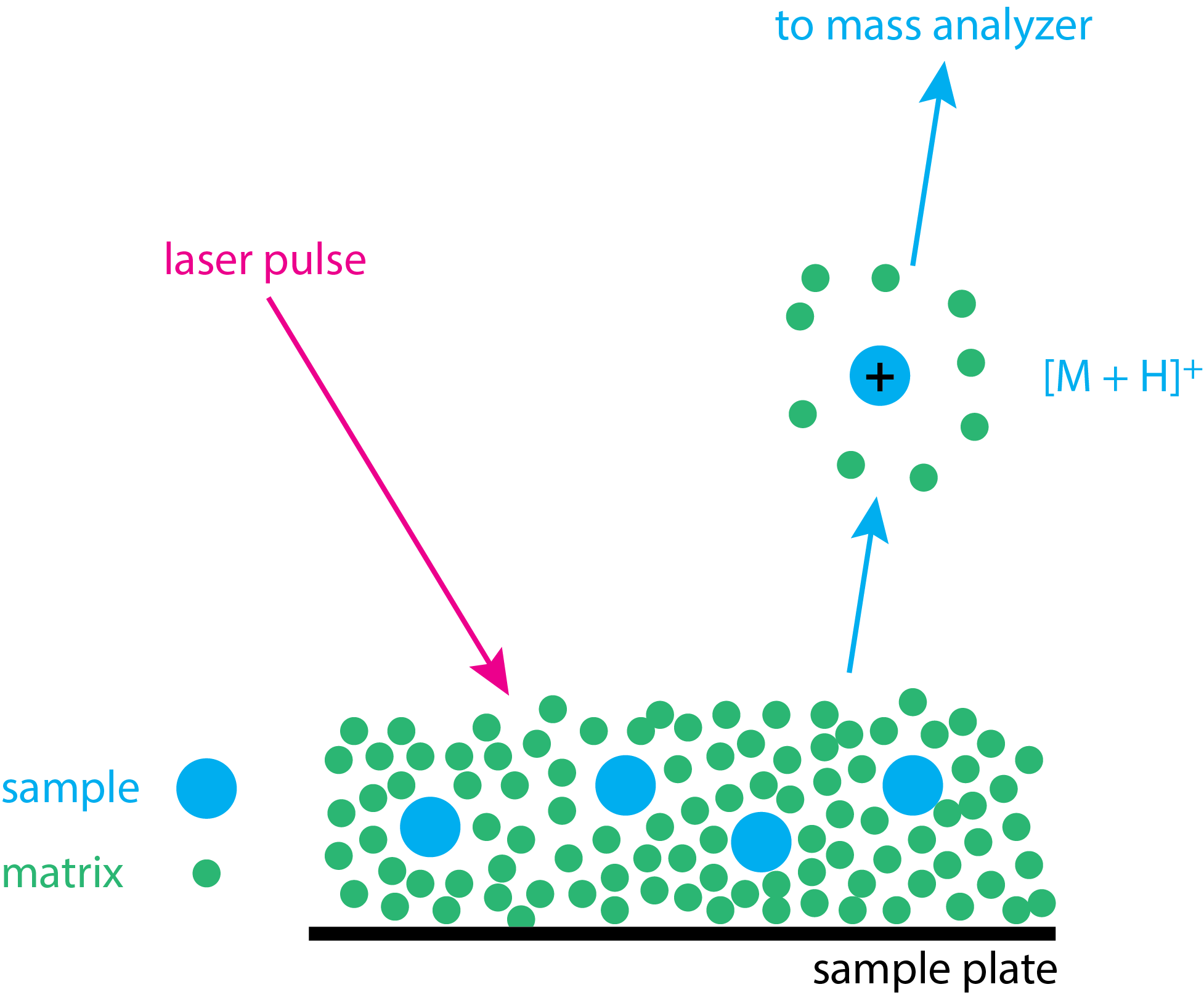 Illustration of matrix-assisted laser desorption ionization. The sample is dispersed in a liquid matrix and then allowed to dry. A pulsed laser beam is used to vaporize and ionize the sample.