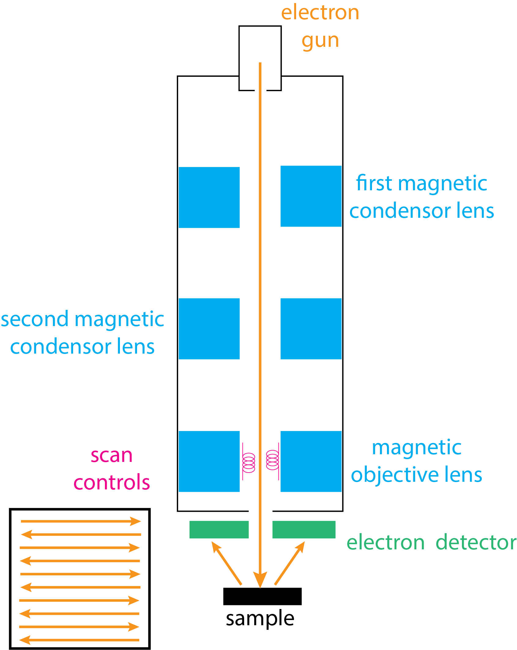 Diagrama esquemático de un instrumento para microscopía electrónica de barrido, que consiste en un cañón electrónico, un sistema de lentes magnéticas, un control de barrido y un detector. La inserción en la parte inferior izquierda muestra un patrón de trama en el que el haz de electrones se escanea hacia adelante y hacia atrás a través de la superficie de la muestra.