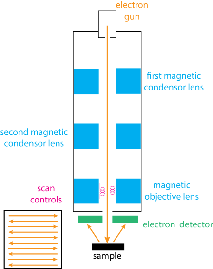 21.3: Scanning Electron Microscopy - Chemistry LibreTexts