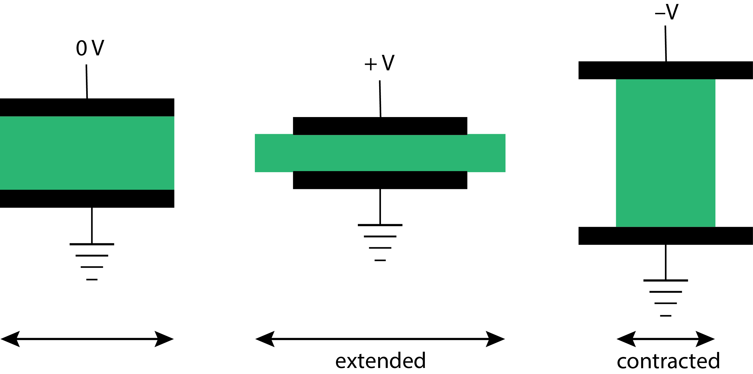 Ilustración que muestra el comportamiento de un material piezoeléctrico cuando se le aplica un potencial de CC. La extensión y contracción que aquí se muestran son, por supuesto, exageradas.