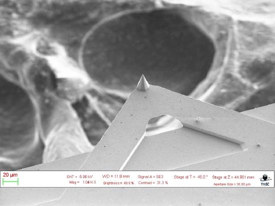 The figure on the left illustrates how the position of the cantilever and the probe's tip is monitored in atomic force microscopy. The photo on the right shows an SEM image of a typical cantilever and probe tip.