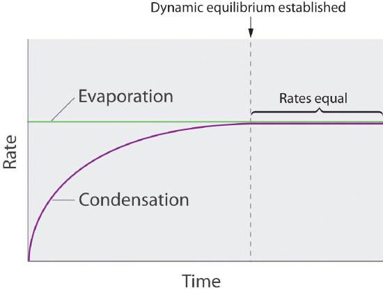 Graph of condensation and evaporation plotted on axes of time versus rate. Evaporation has a constant rate. Condensation's rate increases logarithmically until dynamic equilibrium is reached and the rates are equal.