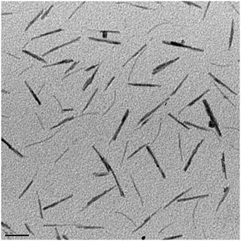 TEM image of WO3-x nanorods.