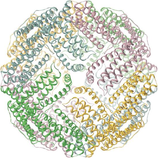 Three dimensional structure of ferritin. Numerous ribbon like structures form helices which are arranged in a disordered manner to form an overall spherical shape.