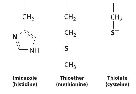 The three structural formulas shown are Imidazole, Thioether, and thiolate.