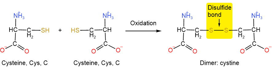 7.3: Primary Structure Of Proteins - Chemistry LibreTexts