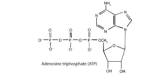 5.10: Catabolism - Chemistry LibreTexts