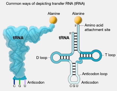 8.4: Ribonucleic Acid (RNA) And Transcription - Chemistry LibreTexts