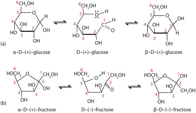 Anomers of monosaccharide cyclic strs.jpg
