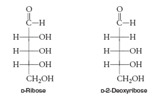 Structures of two Pentoses.png