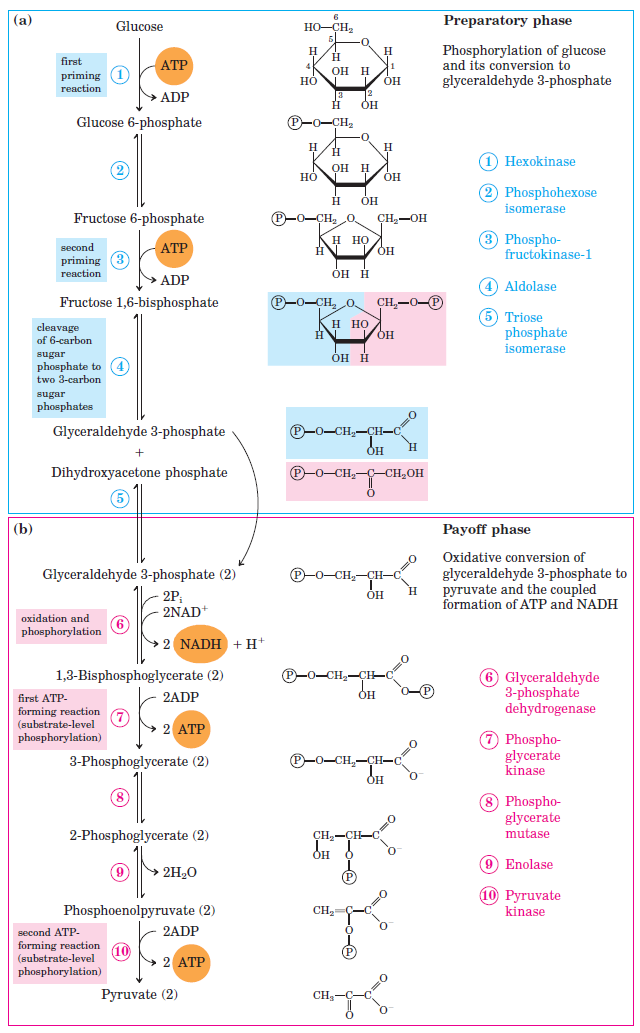 Chart of glycolysis.png