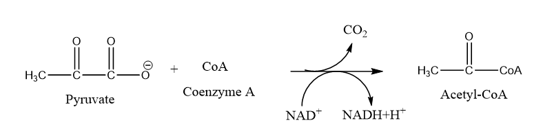 This is aerobic respiration.png