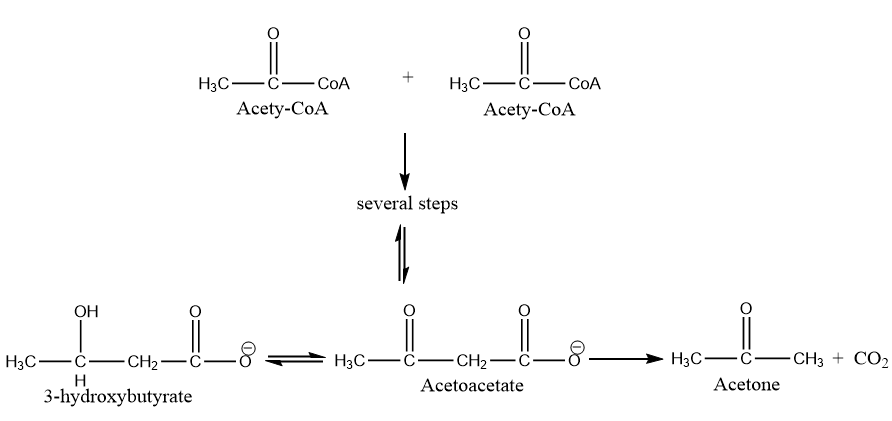 Keton 7.10: Ketone Bodies - Chemistry LibreTexts