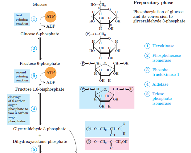 Glyceraldehyde 3 Phosphate Structure