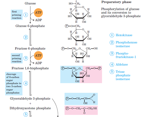 glycolysis.png