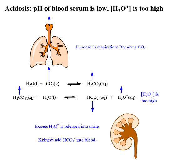 This is a picture of how the organs compensate for acidosis.png