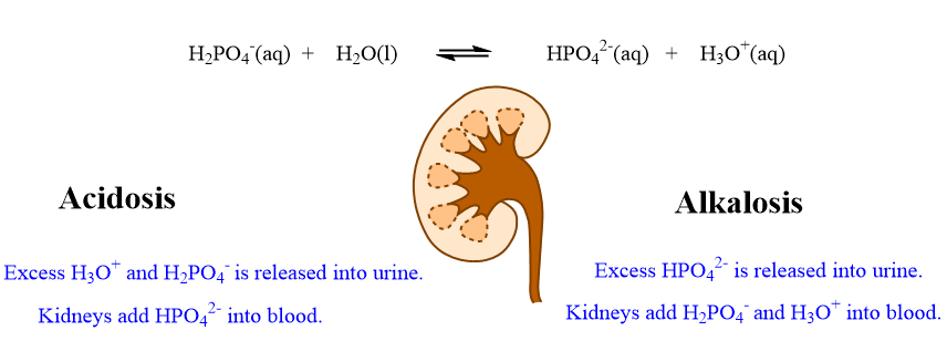 This is diagram of the kidneys compensating with the buffer 2 system.png