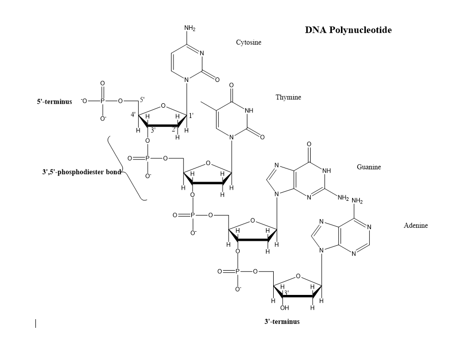 Polynucleotide-DNA.png