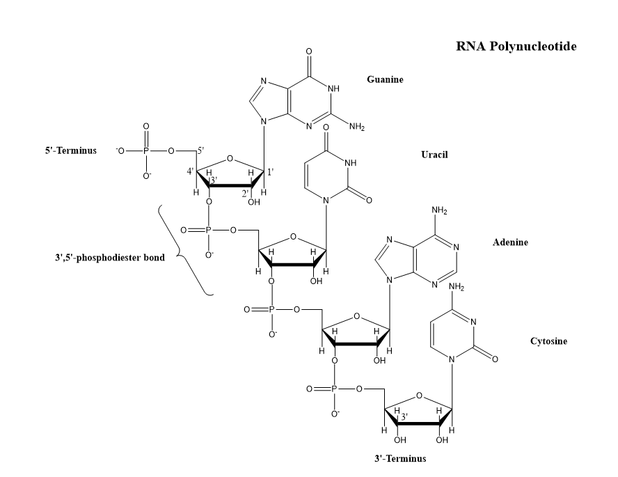 Nucleotide-RNA.png