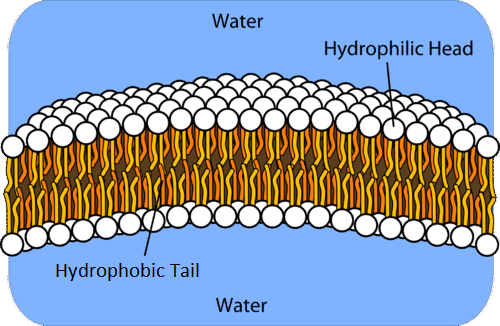 Lipid bilayer