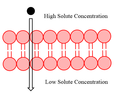 11.8: Transport Across Cell Membrane - Chemistry LibreTexts
