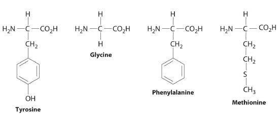 Tyrosine, Glycine, Phenylalanine, and Methionine.