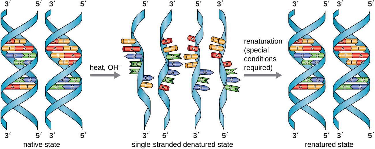 DNA Denaturation.jpg