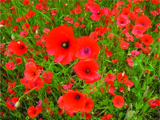 This is a photo of a field of red-orange poppies.