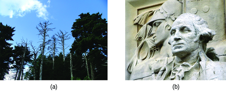Two photos are shown. Photograph a on the left shows the upper portion of trees against a bright blue sky. The tops of several trees at the center of the photograph have bare branches and appear to be dead. Image b shows a statue of a man that appears to from the revolutionary war era in either marble or limestone.