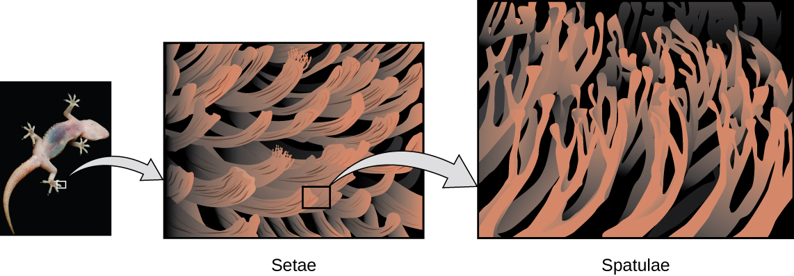 Three figures are shown. The first is a photo of the bottom of a gecko’s foot. The second is bigger version which shows the setae. The third is a bigger version of the setae and shows the spatulae.