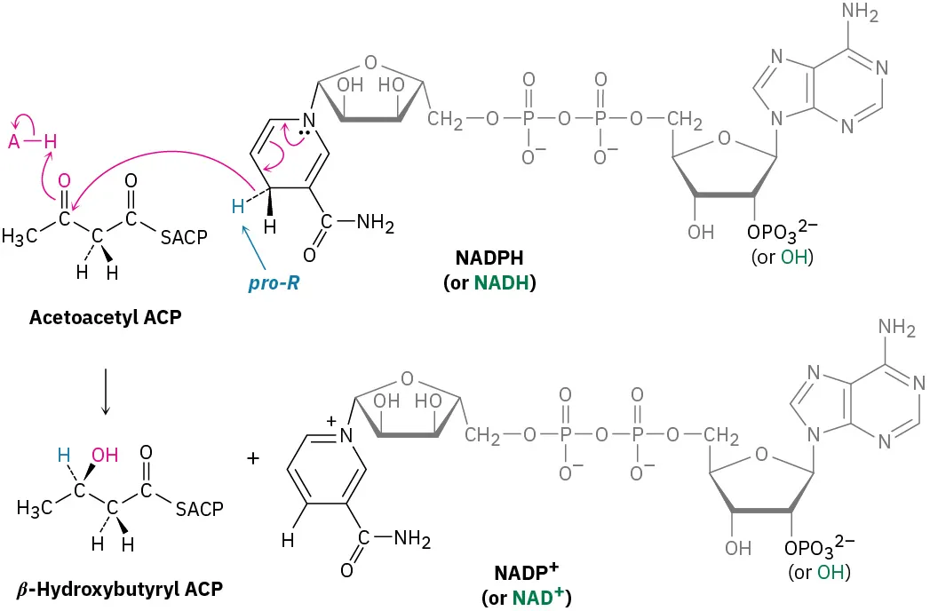 Acetoacetyl A C P reacts with nicotinamide adenine dinucleotide phosphate hydrogen to form beta-hydroxybutyryl A C P and nicotinamide adenine dinucleotide plus cation.