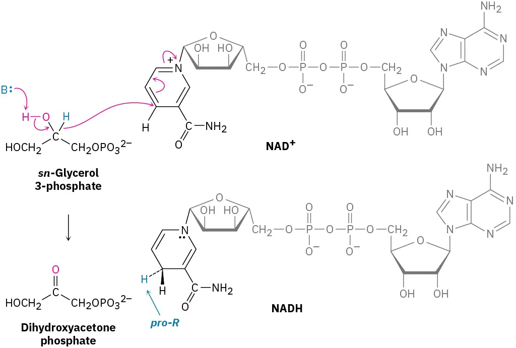 A base reacts with sn-glycerol-3-phosphate that further reacts with nicotinamide adenine dinucleotide plus to form dihydroxyacetone phosphate and nicotinamide adenine dinucleotide hydrogen.