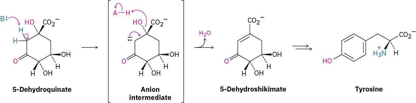 A base reacts with 5-dehydroquinate to form an anion intermediate. This is followed by the release of water to form 5-dehydroshikimate. This further forms tyrosine.