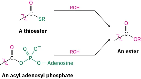 A thioester reacts with alcohol, R O H to form an ester. An acyl adenosyl phosphate reacts with alcohol, R O H to form an ester.