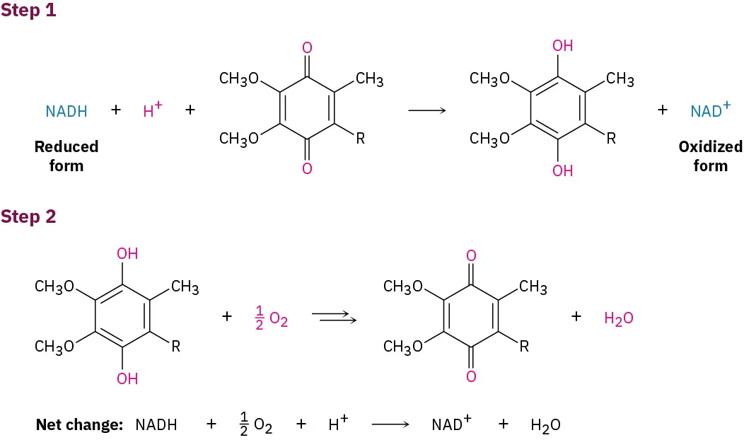 Two steps in which ubiquinone functions as an intermediate to convert nicotinamide adenine dinucleotide hydrogen to nicotinamide adenine dinucleotide plus ion by oxidation.