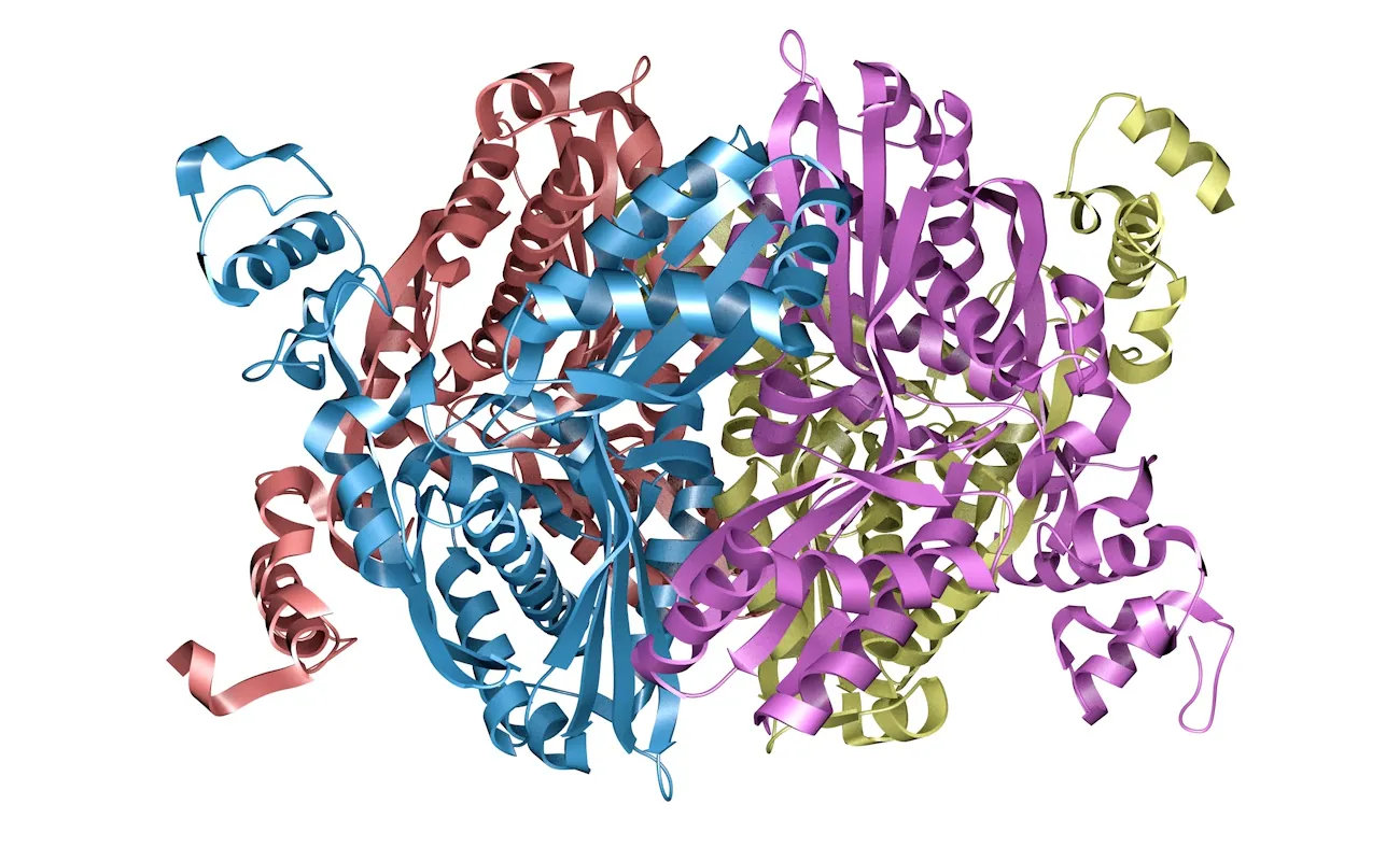 The ribbon model of the enzyme HMG-CoA reductase showcasing pink, green, brown, and purple ribbons coiled.