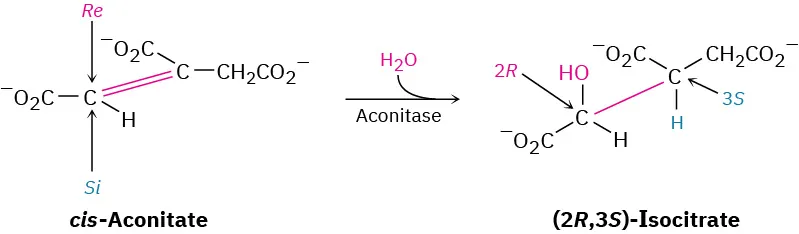 A reaction shows cis-aconitate reacting with water in the presence of aconitase to form (2 R, 3 S)-isocitrate.