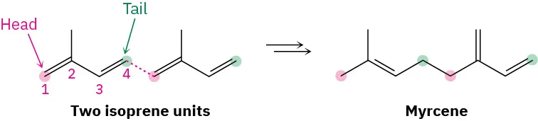 The figure shows two isoprene units linked together to form myrcene. C1 and C4 of isoprene units are labeled as head and tail.