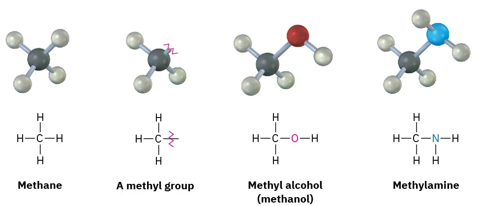 The molecular structures and ball and stick models of methane, a methyl group, methyl alcohol, and methylamine. Grey, black, blue, and red spheres represent hydrogen, carbon, nitrogen, and oxygen, respectively.