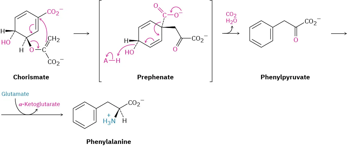 Chorismate reacts to form prephenate. The release of carbon dioxide and water leads to phenylpyruvate. This reacts with glutamate and alpha ketoglutarate to form phenylalanine.