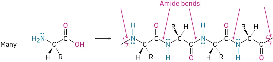 Many amino acids link to generate the structure of protein. Arrows are used to represent the amide bonds in the structure. Wavy bonds denote bond extension.