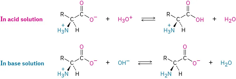 In acid solution, zwitter ions react with hydronium ion to form cation. In basic solution, zwitter ion reacts with a hydroxide ion to form an anion.