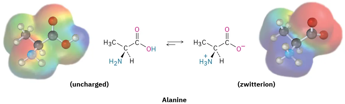 A protonated alanine reacts with water reversibly to form a zwitterion and hydronium ion. The zwitterion further reacts with water reversibly to form an anion and hydronium ion.