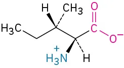 The structure of L-isoleucine. Carbon is linked to C-H bonded to dashed methyl, wedged hydrogen and methylene is linked to methyl group, carboxylate ion, dashed hydrogen, and wedged ammonia ion.