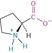 The structure of L-proline. It has a carbon linked to cyclopentane with wedged bond linked to N H 2 positive, carboxylate ion, dashed hydrogen, and wedged ammonia ion.