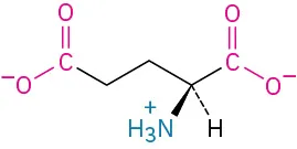 The structure of L-glutamic acid. It has a carbon linked to two methylene groups linked to carboxylate ion, carboxylate ion, dashed hydrogen, and wedged ammonia ion.