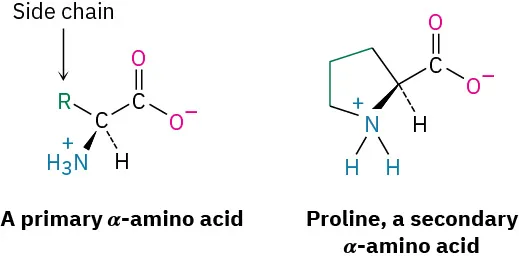 The structure of a generic primary alpha-amino acid, with an arrow pointing towards R, denoting the side chain  and L-proline, a secondary alpha-amino acid.