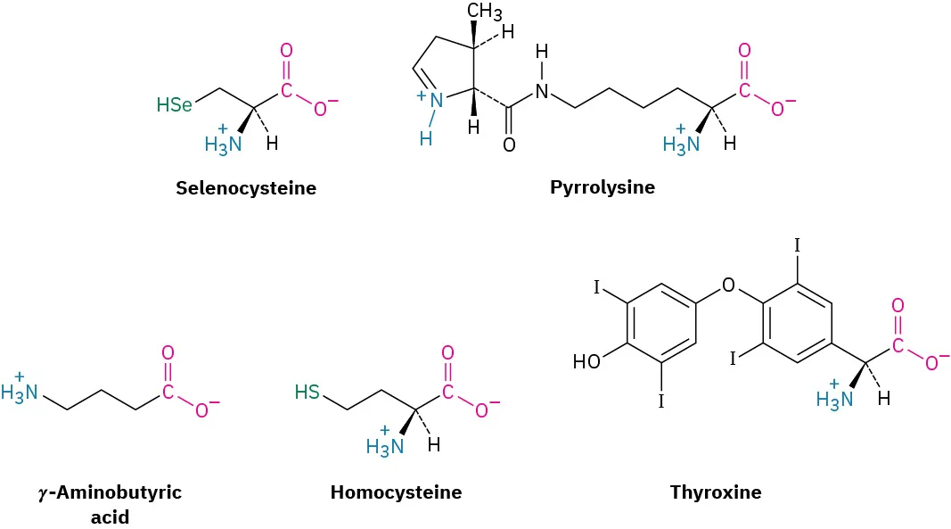 26.1 Structures of Amino Acids Chemistry LibreTexts