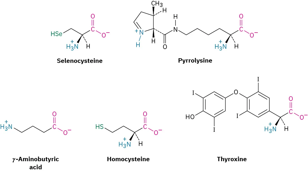 The structure of five amino acids. Selenocysteine and pyrrolysine are at the top whereas gamma-aminobutyric acid, homocysteine, and thyroxine are at the bottom.