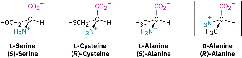 The structure of four amino acids from left to right, L-Serine or (S)-Serine, L-Cysteine or (R)-Cysteine, L-Alanine or (S)-Alanine, and D-Alanine or (R)-Alanine. The last structure is enclosed inside parentheses.